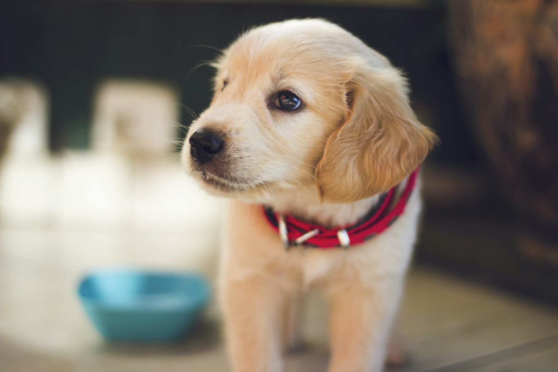 Community pet photo